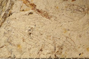 Media type: image;   Entomology PALE-3064